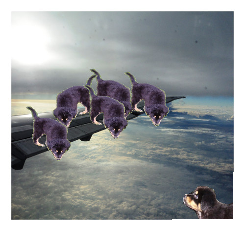 Squirrel Wing2